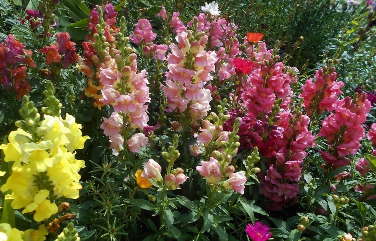 Львиный зев Коломбина