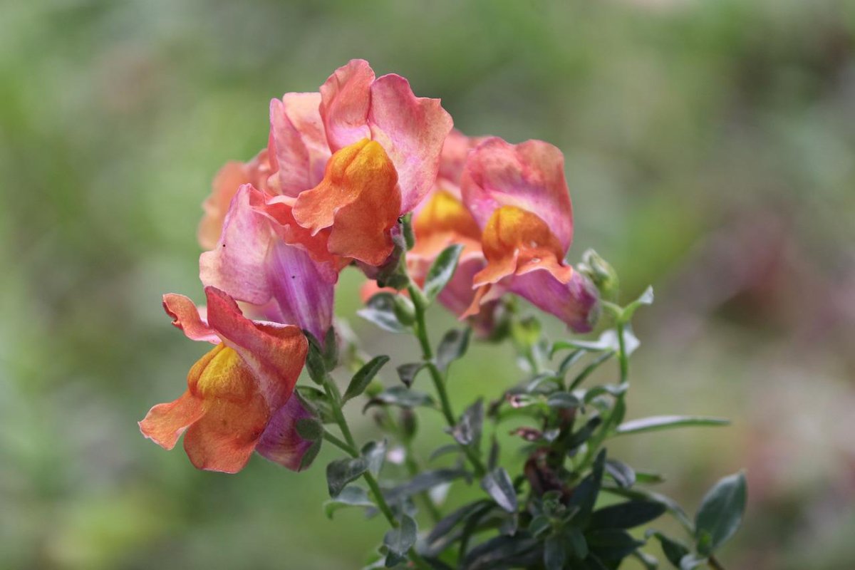 Львиный зев Дикая роза