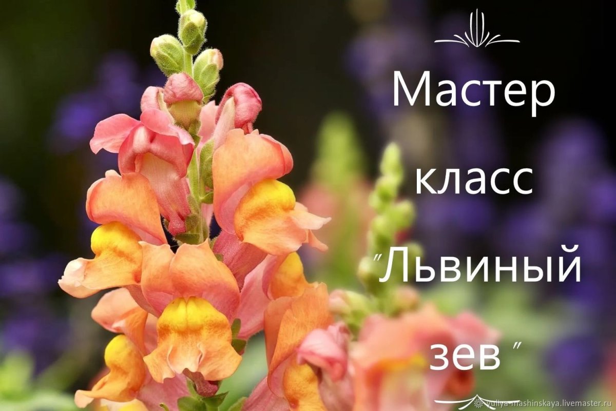 Антирринум львиный