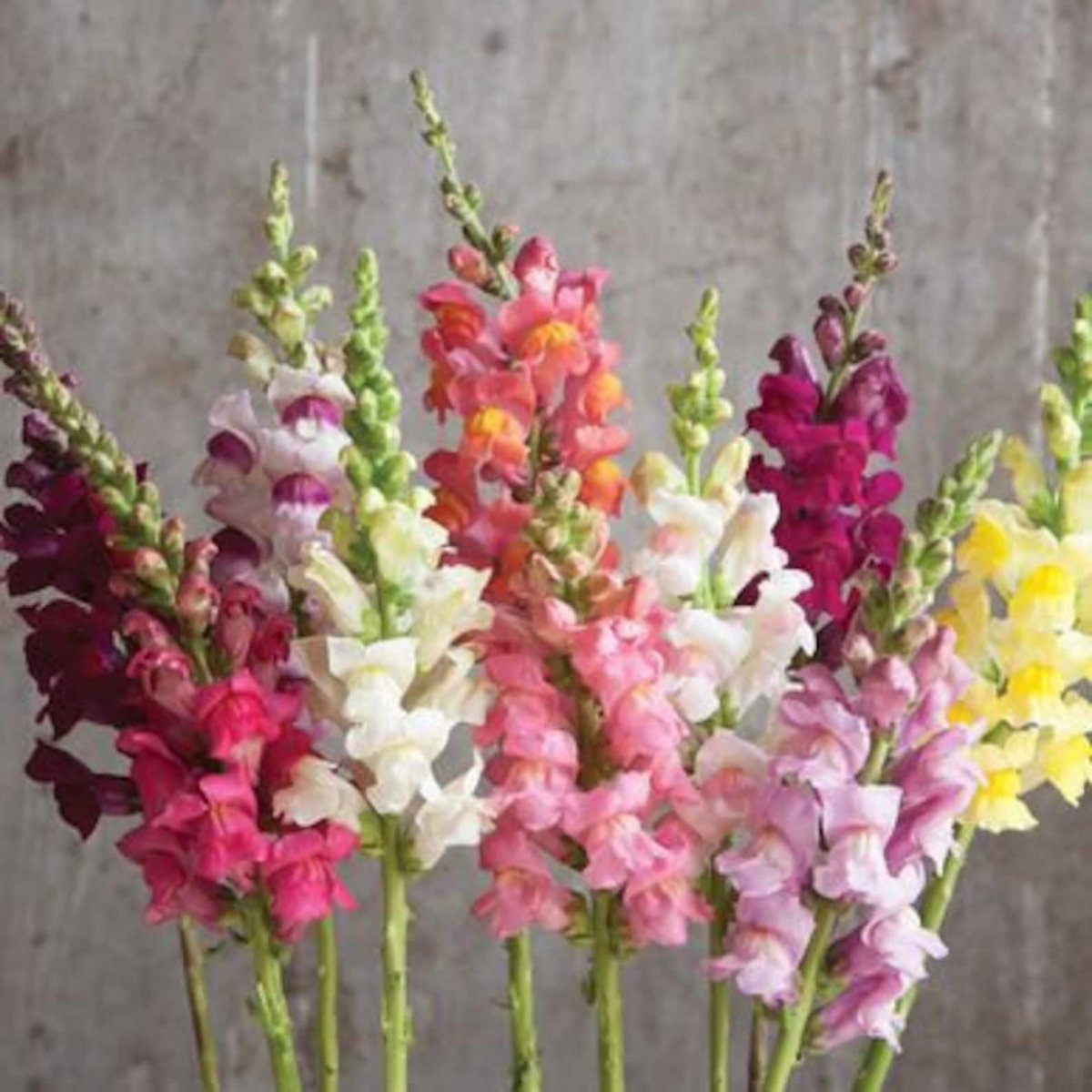 Львиный зев Потомак