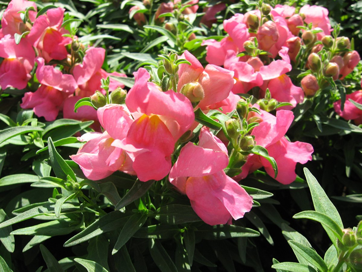 Антирринум львиный