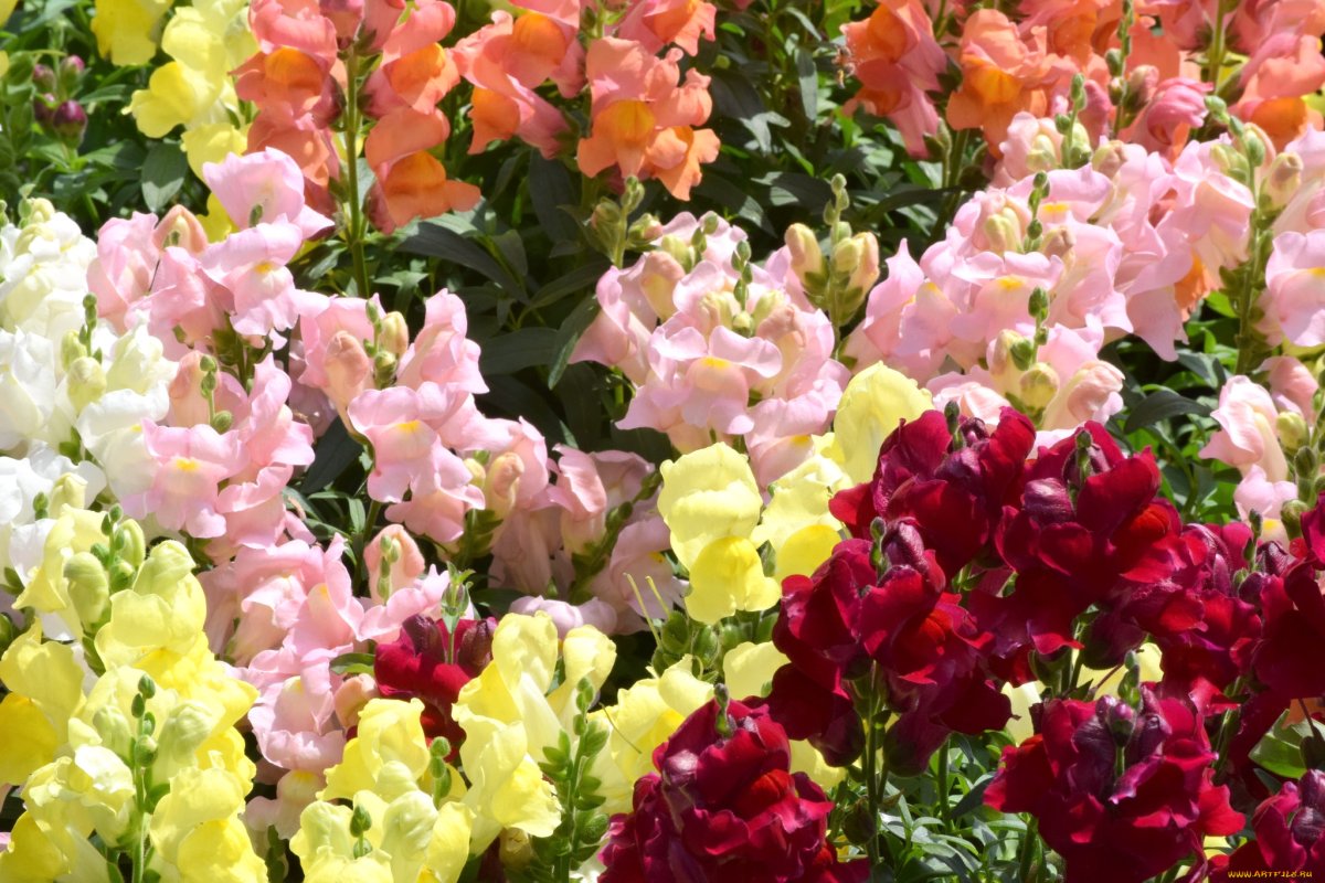 Львиный цветок Антирринум