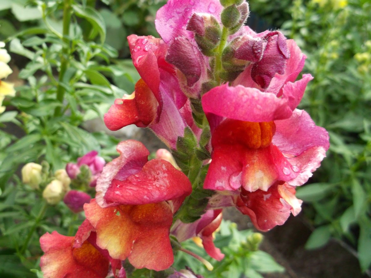 Львиный зев Скоморох