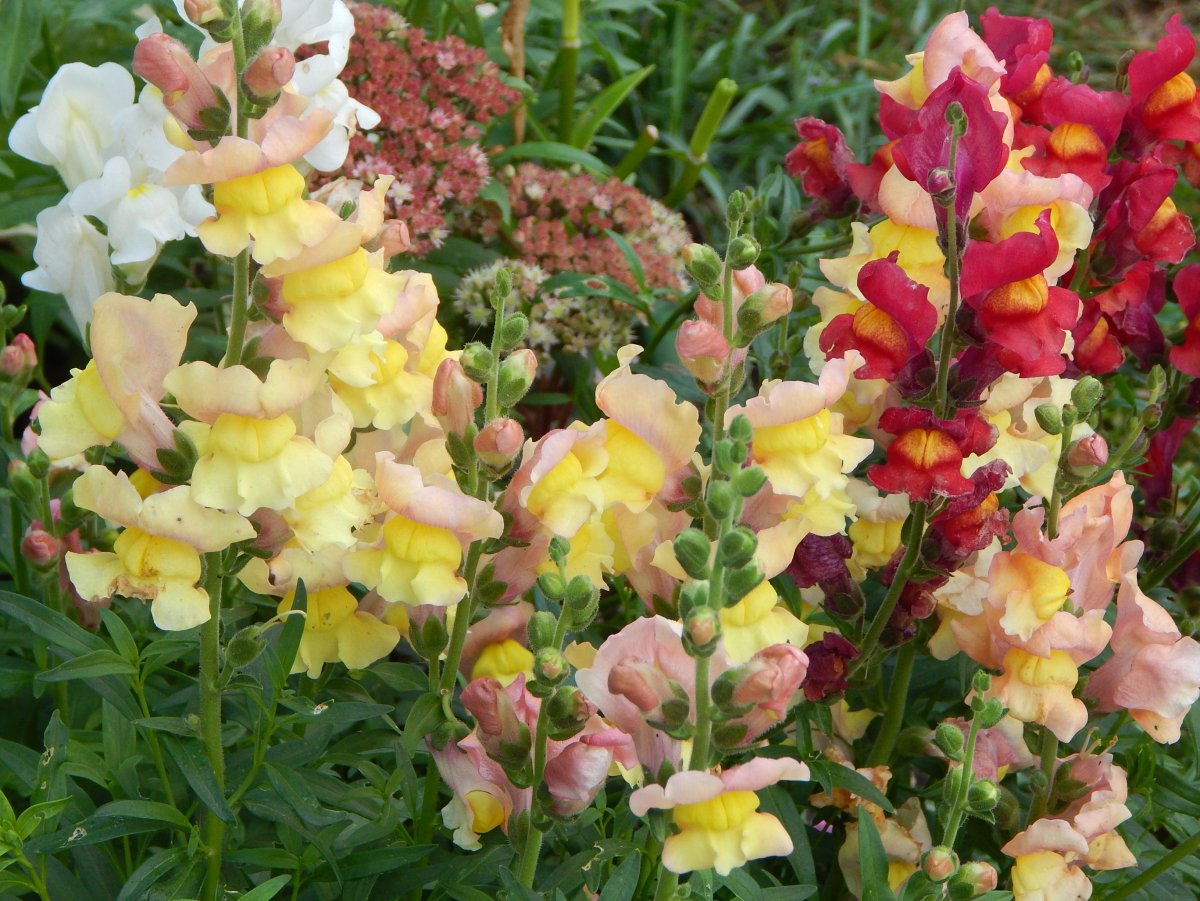 Антирринум (львиный зев) Твинни