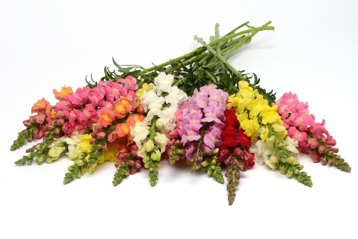 Антирринум срезка