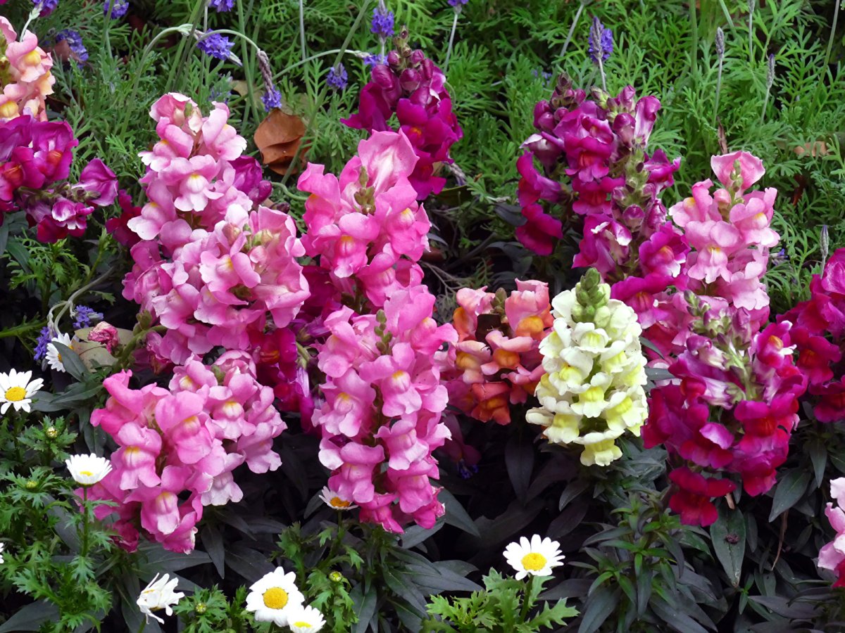 Антирринум львиный зев