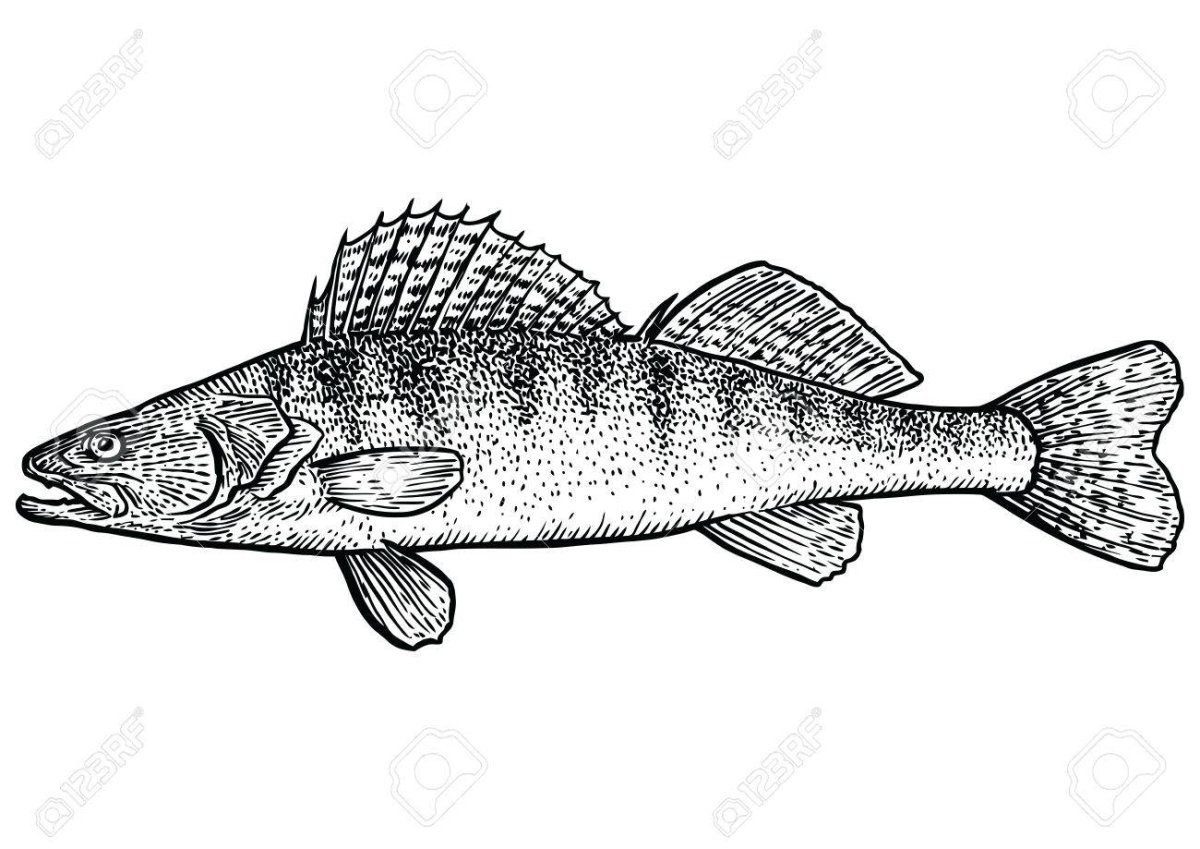 Судак карандашом