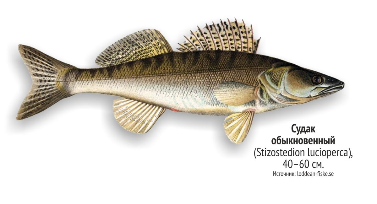 Пресноводные рыбы Ленинградской области