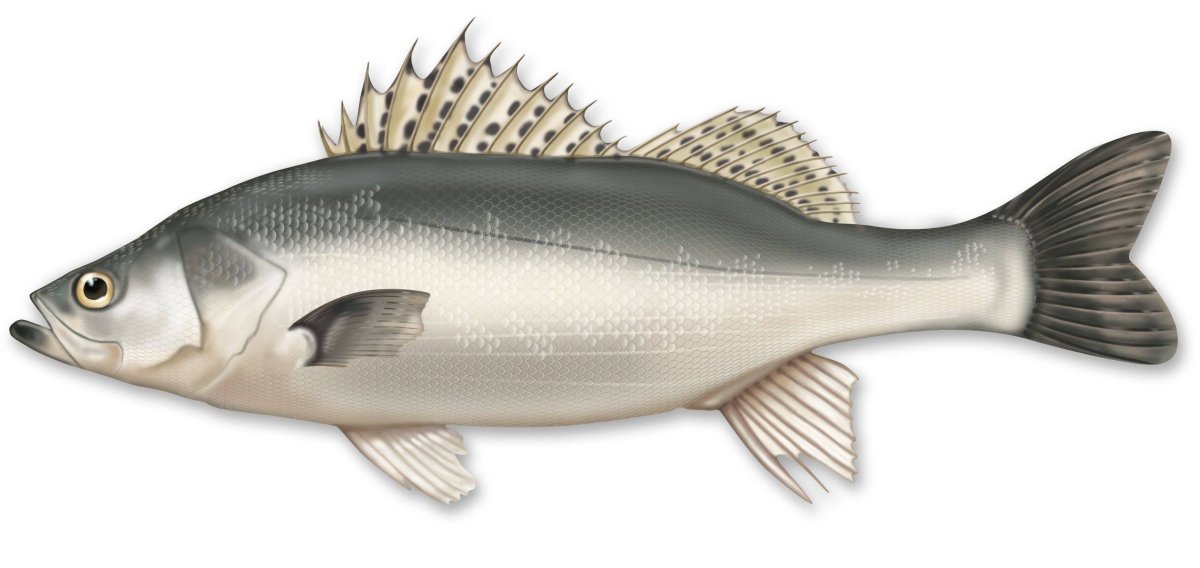 Сибас Сузуки