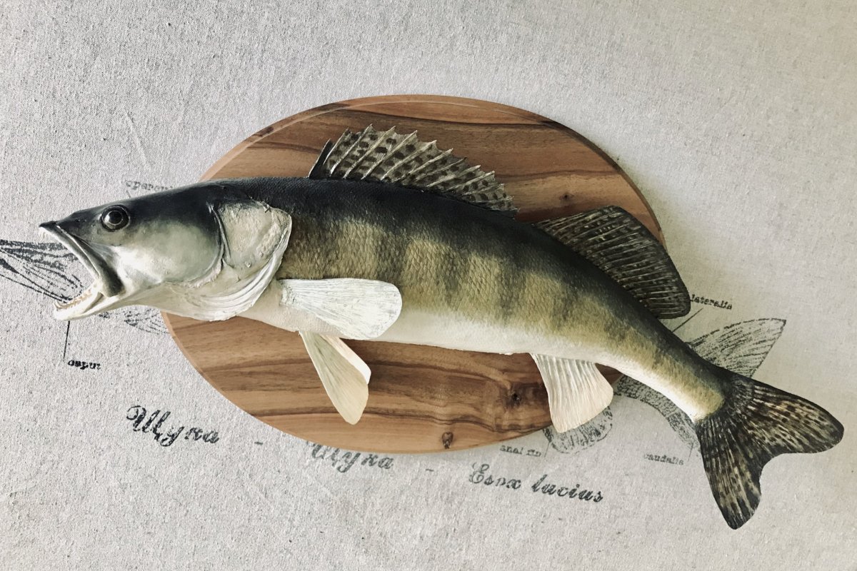 Речная рыба Линь