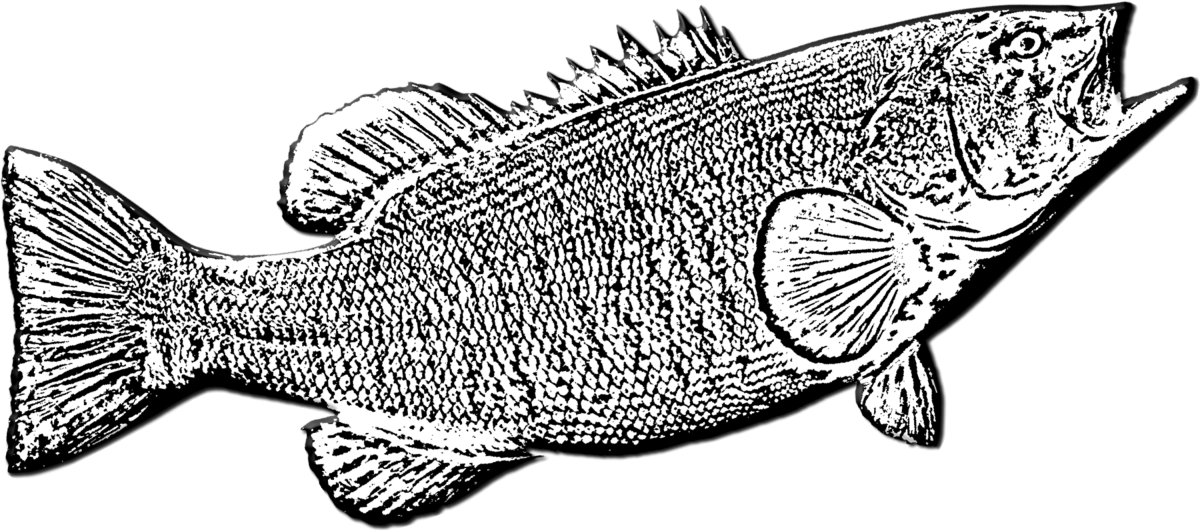 Трофейный Судак