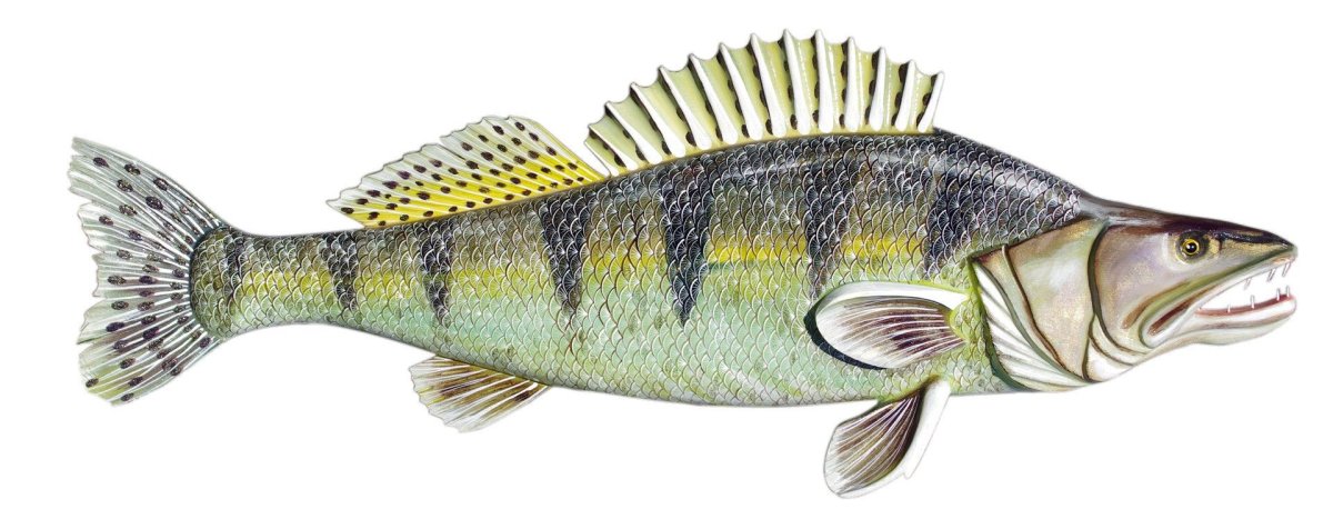 Судак обыкновенный сбоку