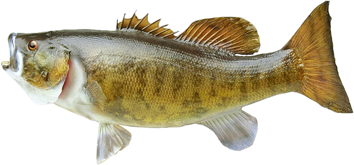 Атака судака