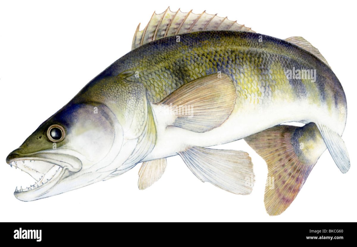 Судак на белом фоне