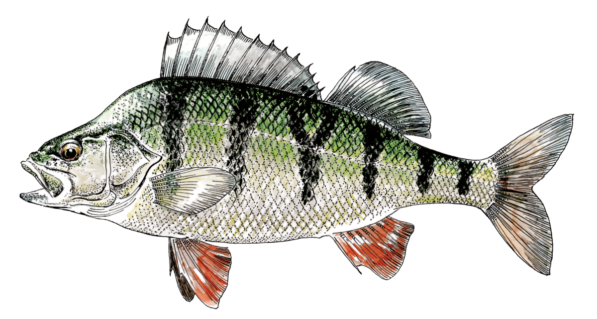 Судак рыба и окунь