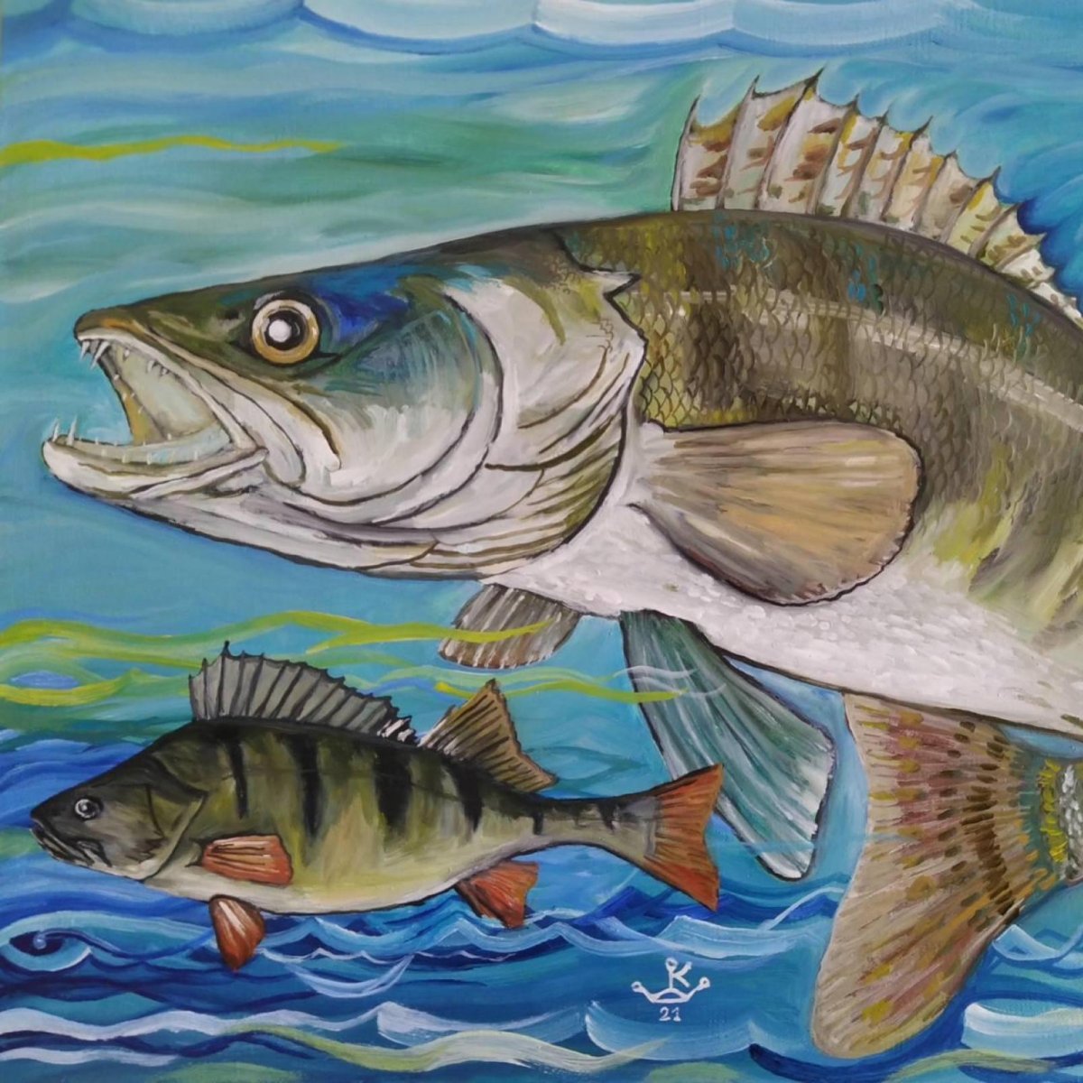 Судак рисунок