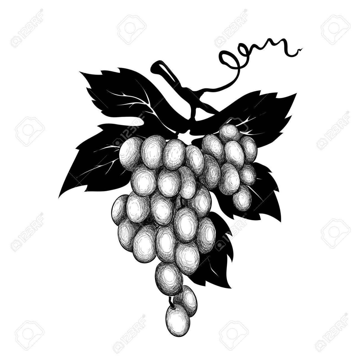 Виноградник символ