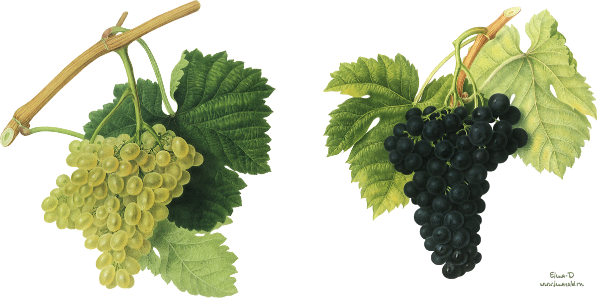 Ветка винограда