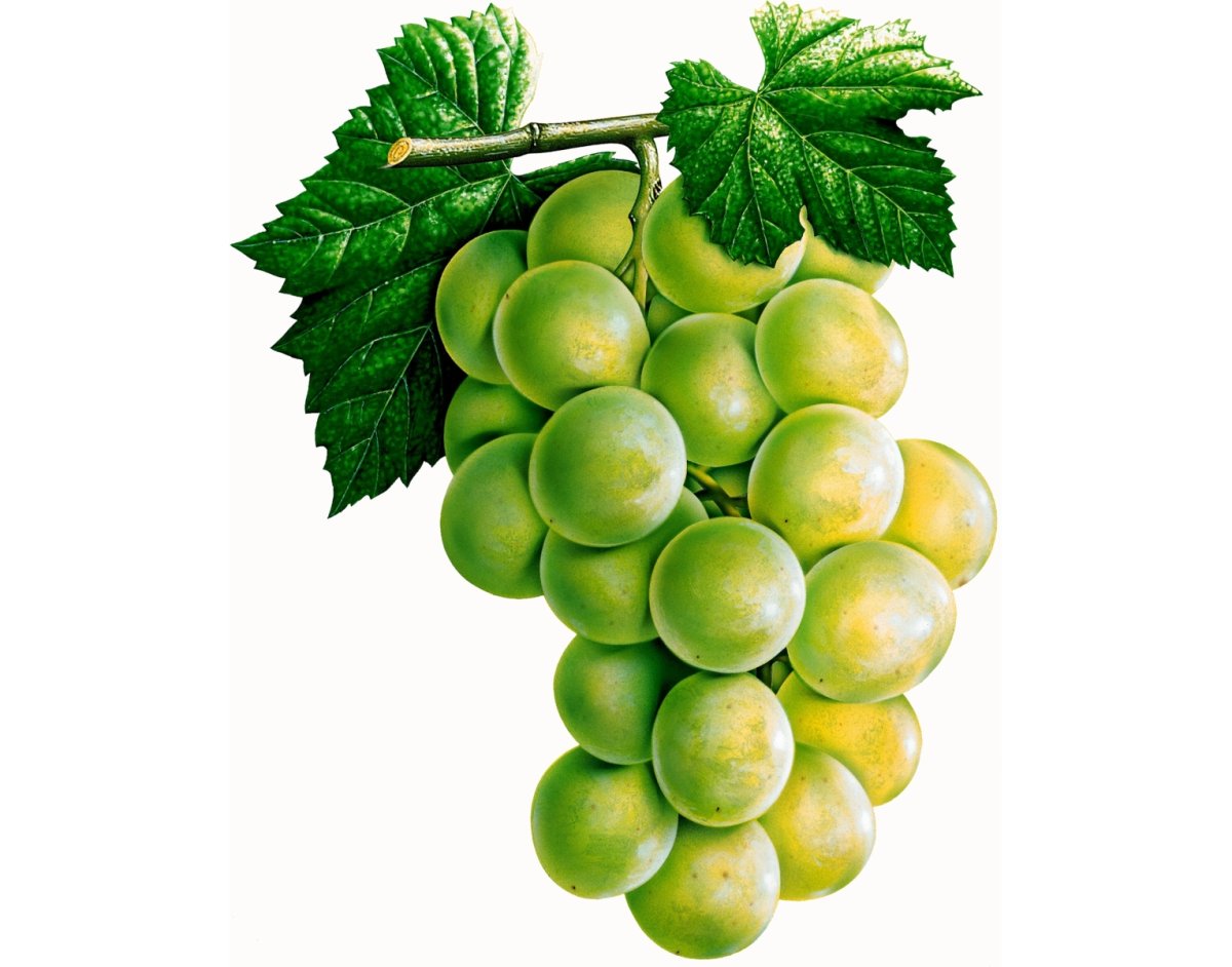 Гроздь винограда