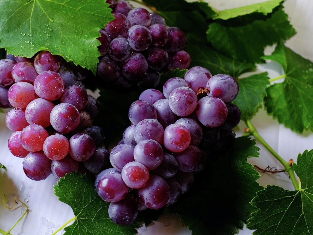 Красный виноград