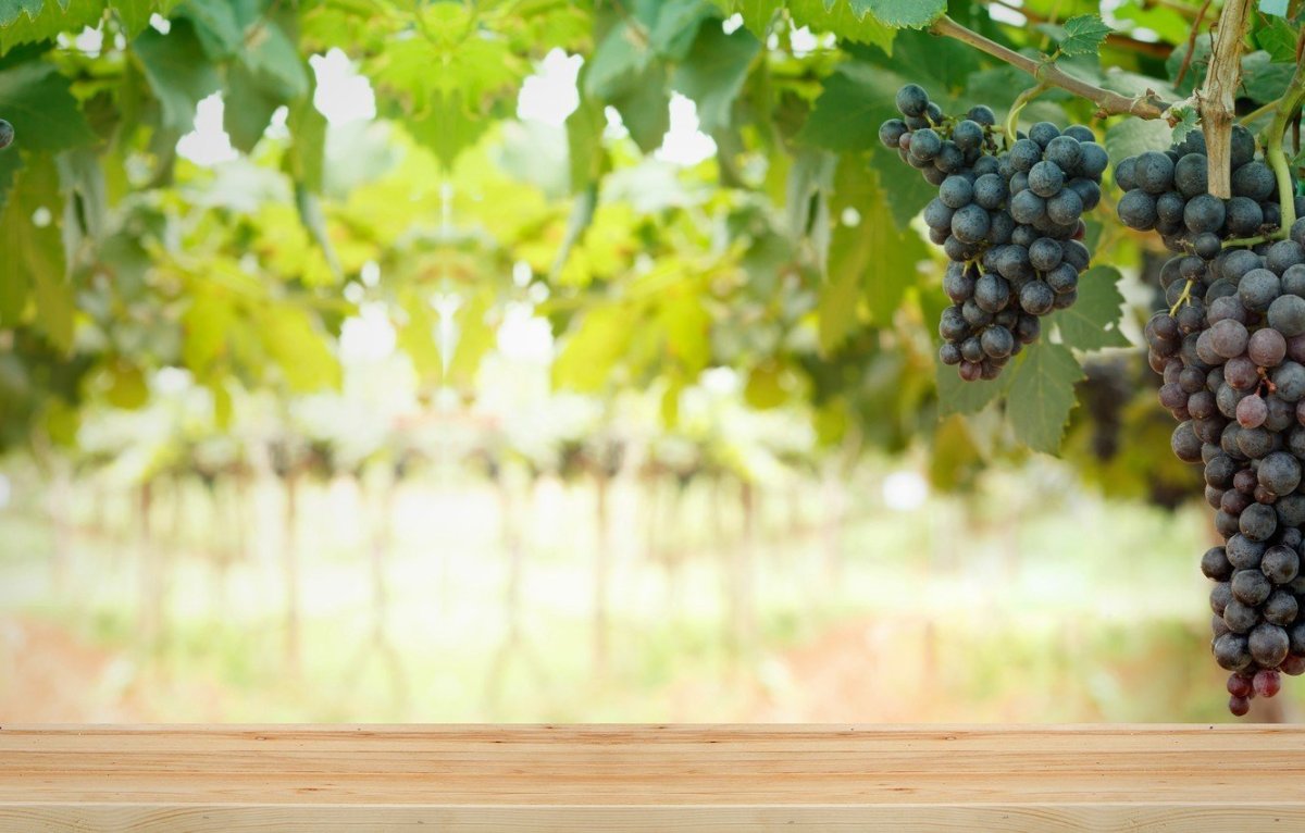 Виноград Бакленд Свитуотер