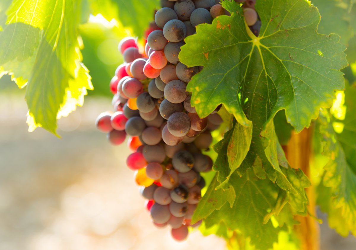 Гроздь винограда стилизация