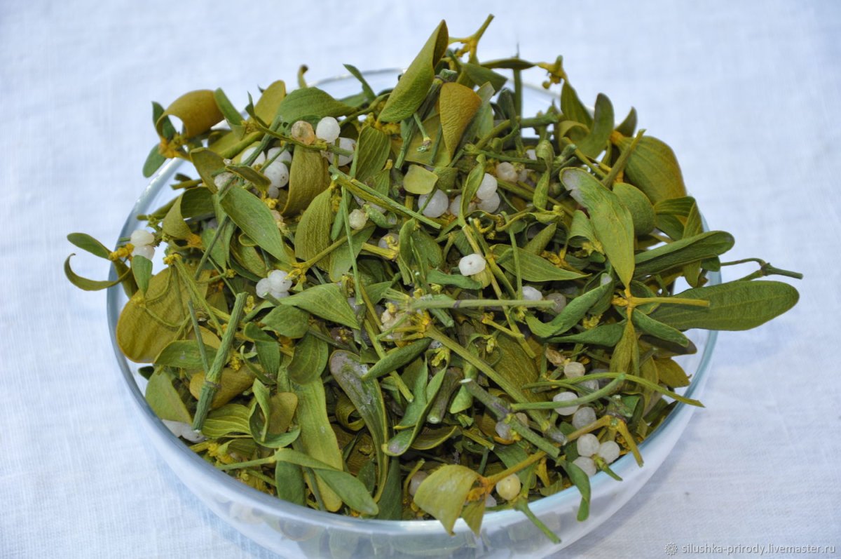 Трава омела