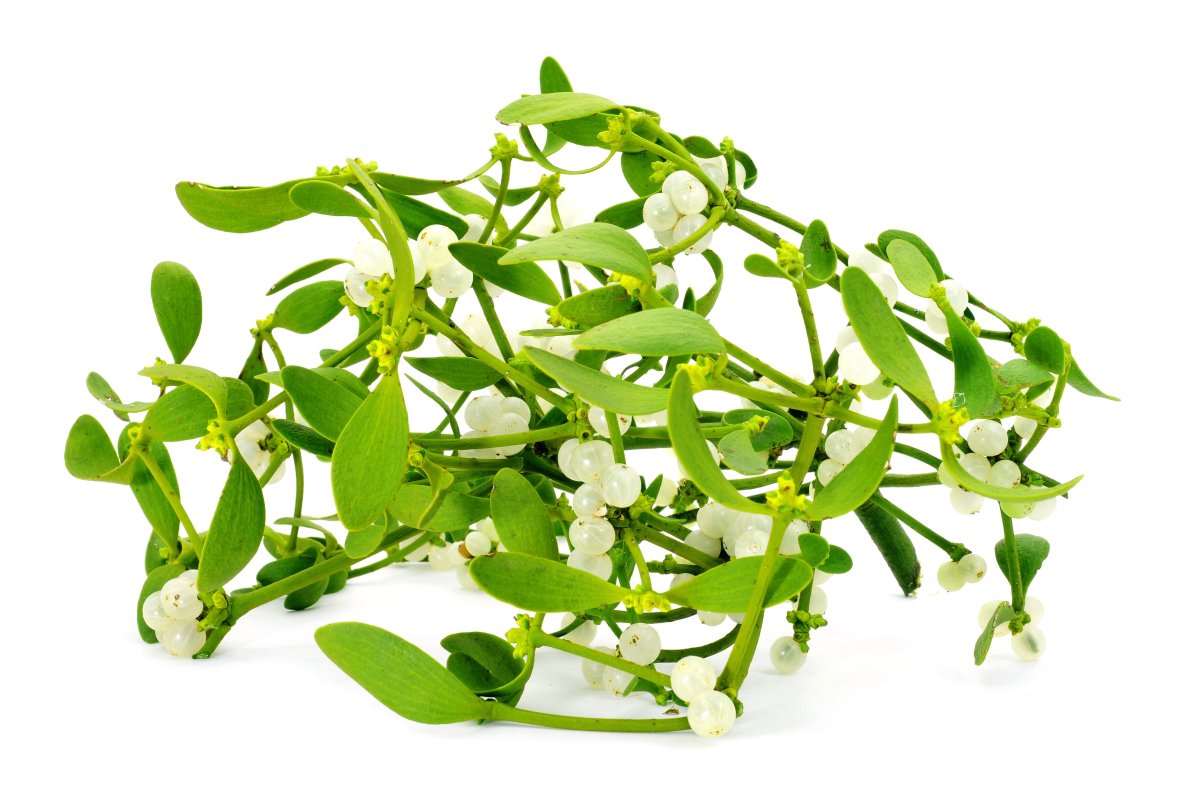 Омела белая на белом фоне