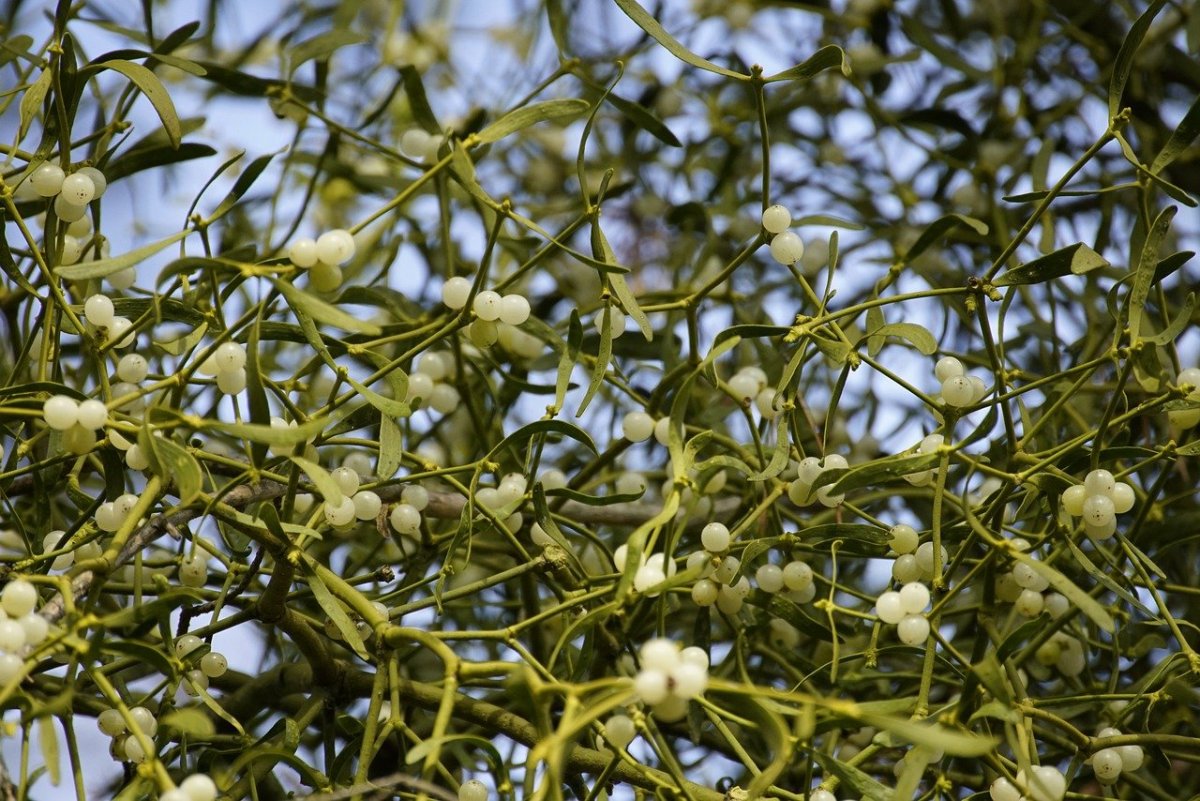 Вечнозеленый кустарник омела