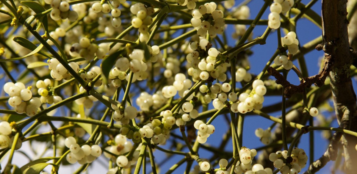 Омела растение