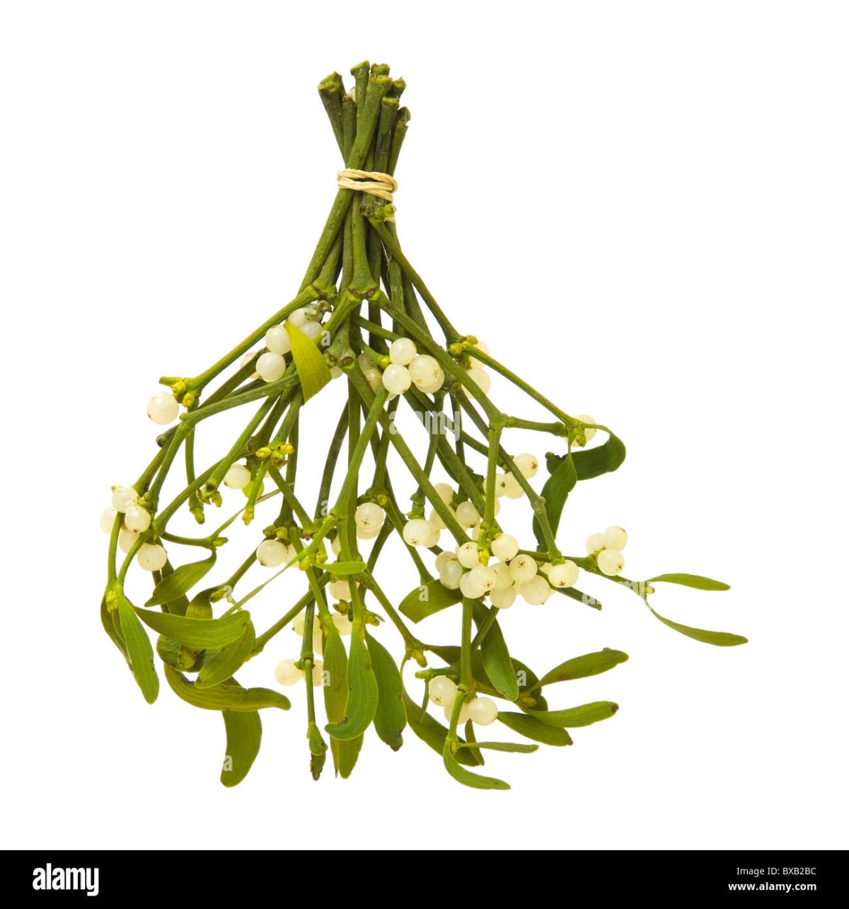 Омела белая на белом фоне