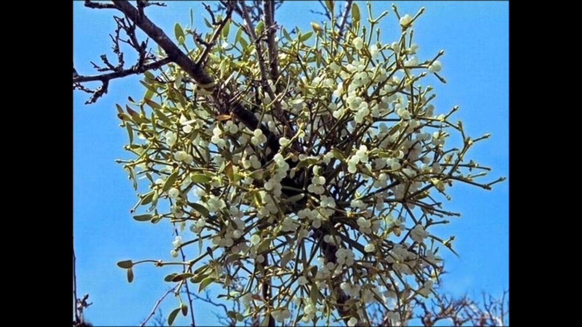 Омела растение паразит