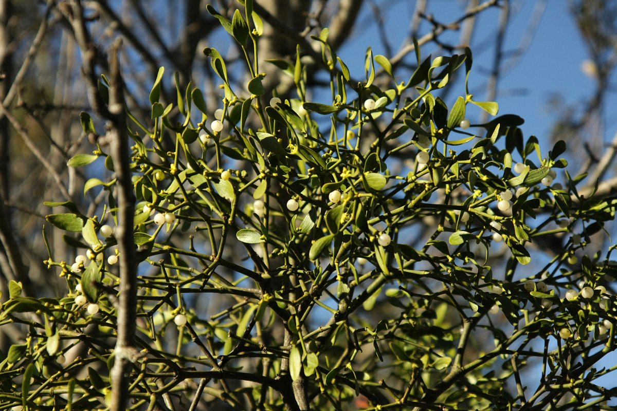 Омела Сосновая