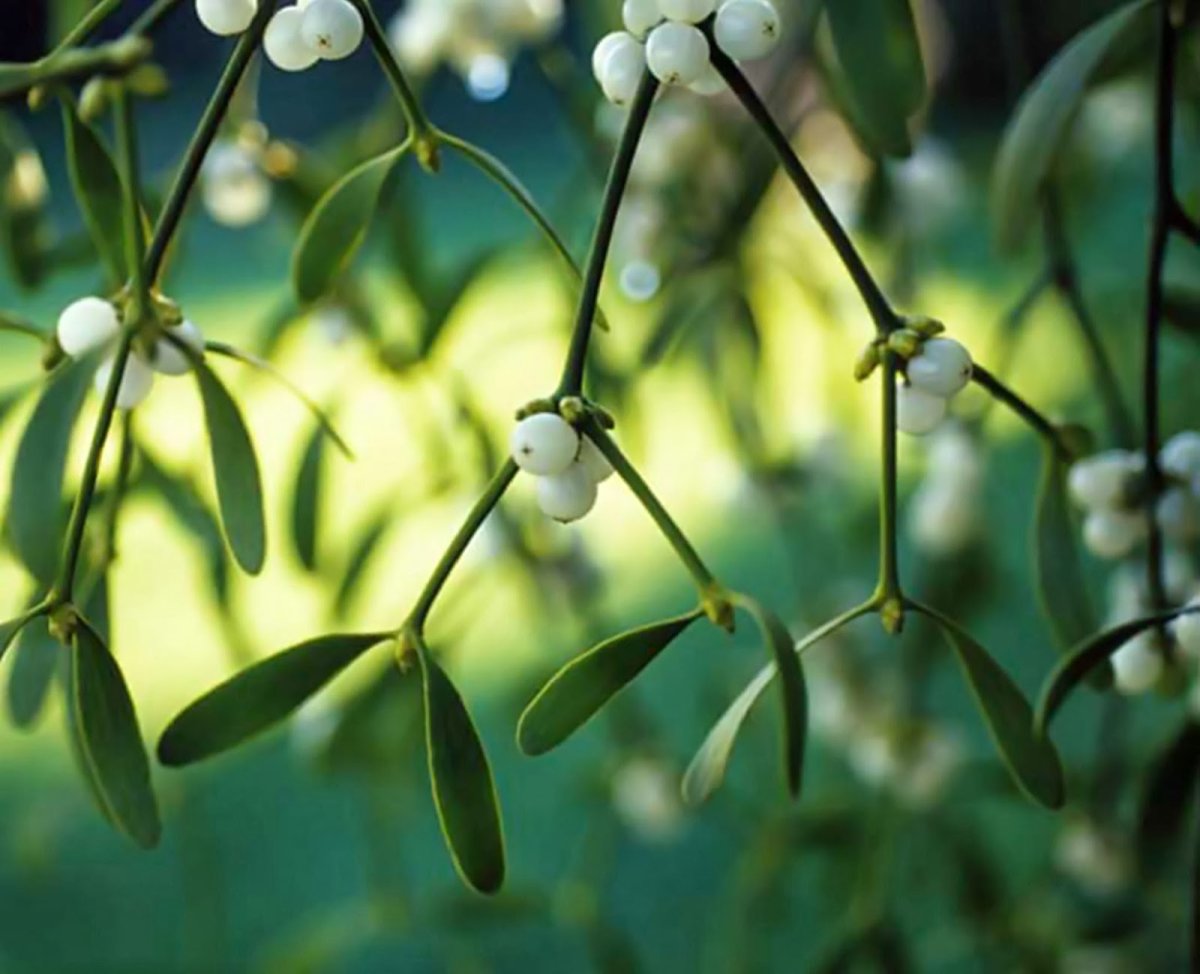 Деревья гибнут в результате поражения омелой