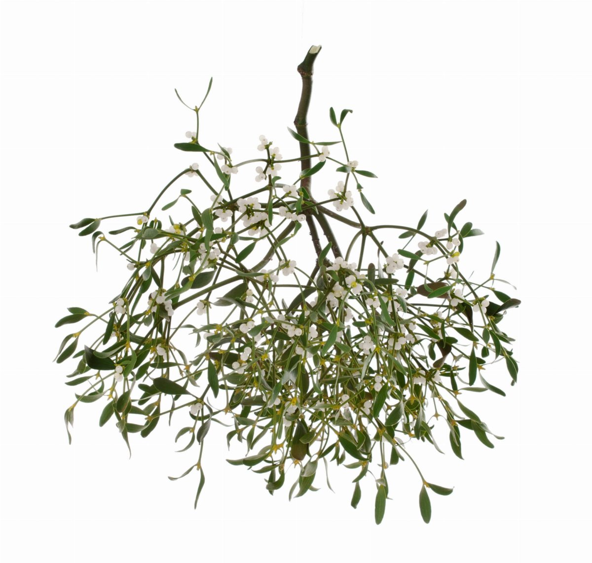 Омела зеленая