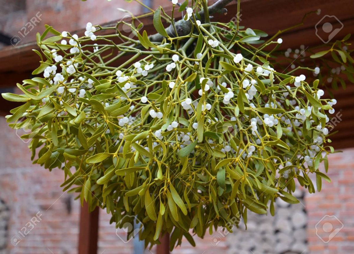 Омела белая трава 50г