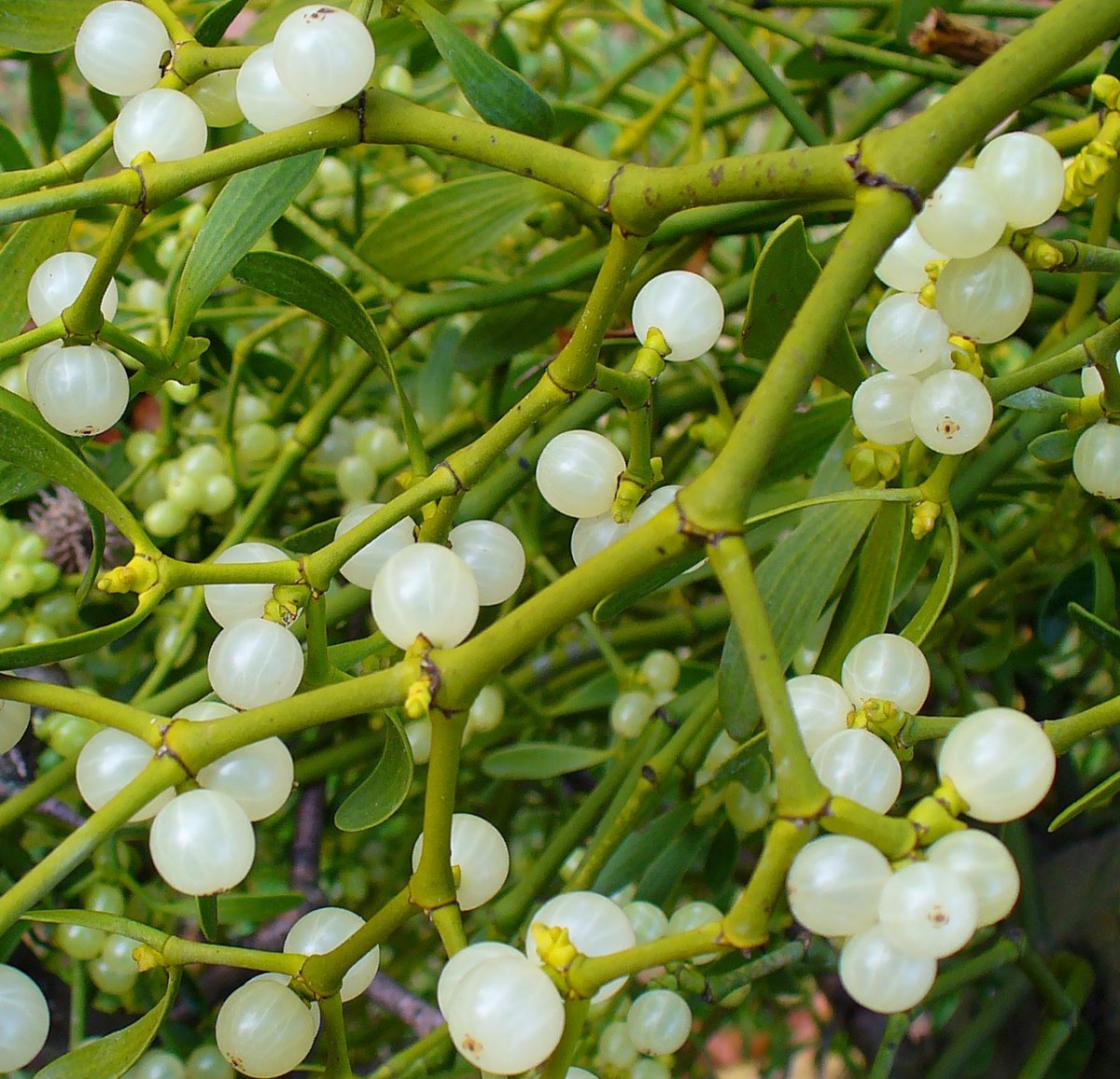 Омела белая корни