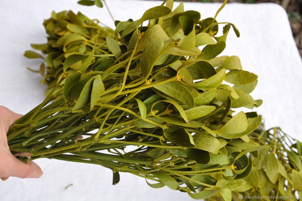 Омела белая сбор