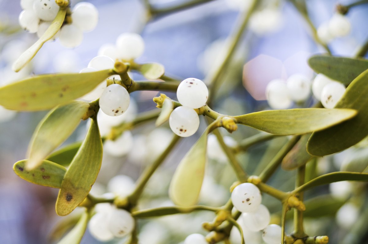 Омела белая