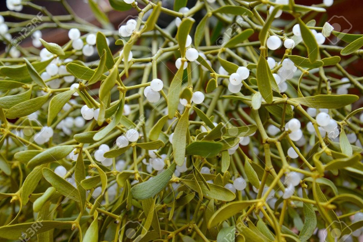 Viscum album l., Mistletoe