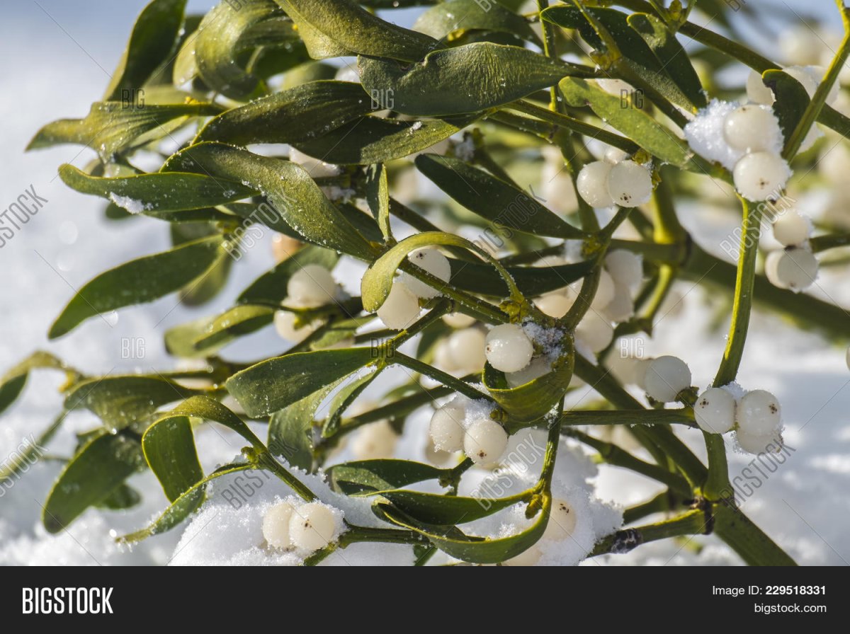 Омела Болотная