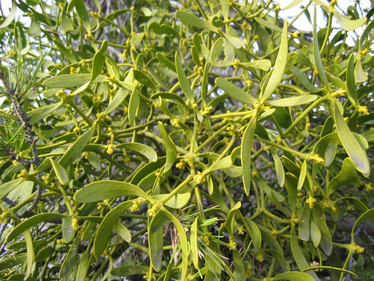 Вечнозеленая омела