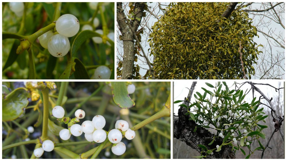 Омела белая (250гр)