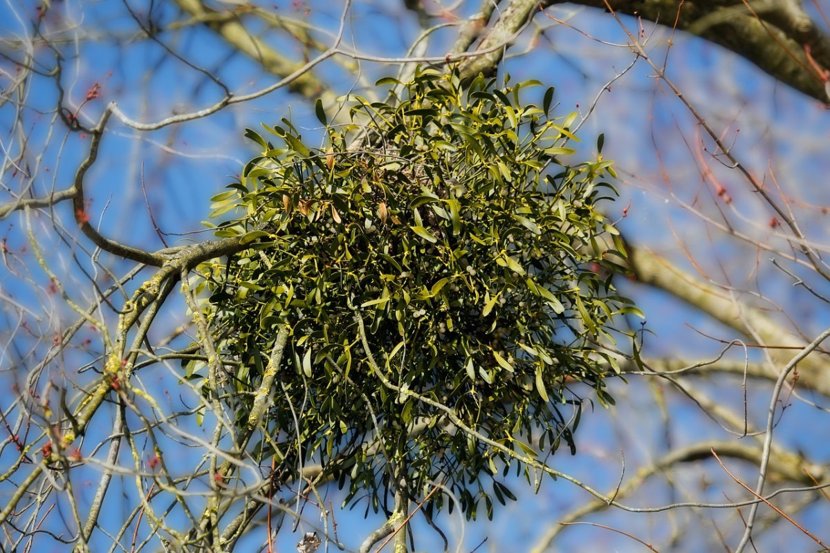 Омела акварель Рождество