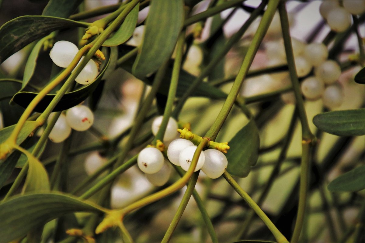 Омела белая паразит