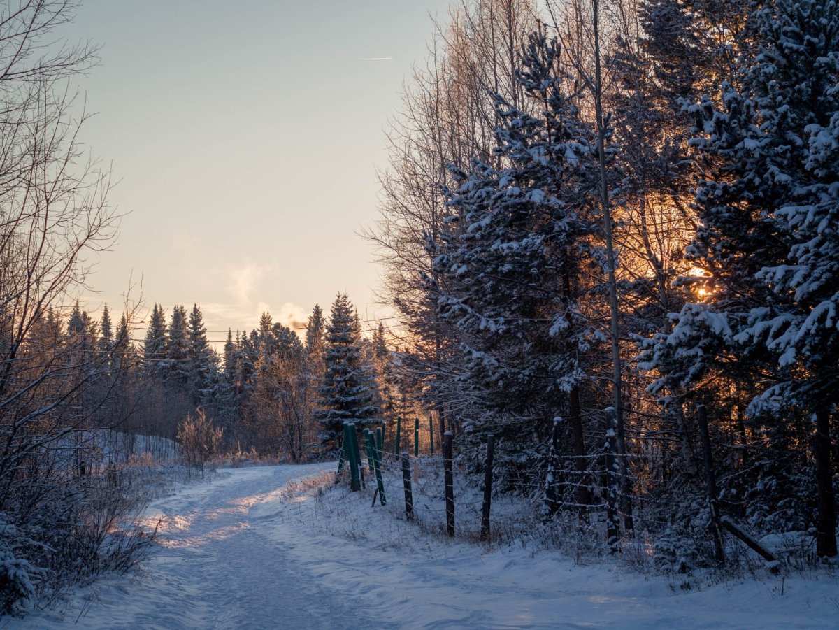Скульптуры Мамонтов в Ханты-Мансийске