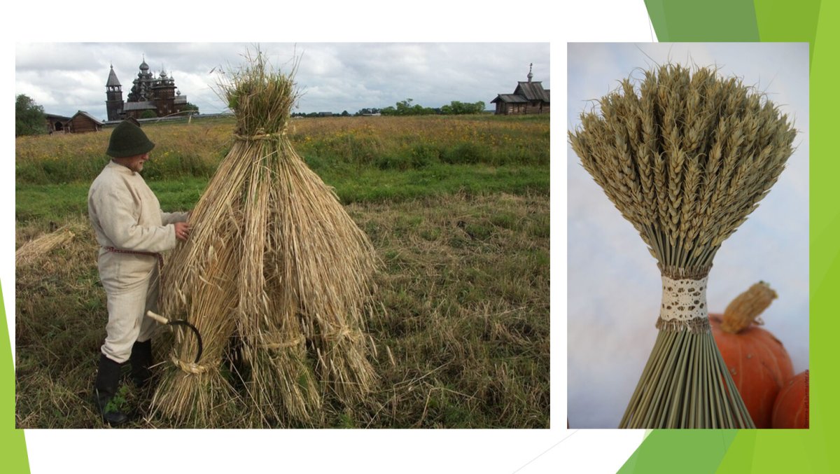 Овсяная солома снопик