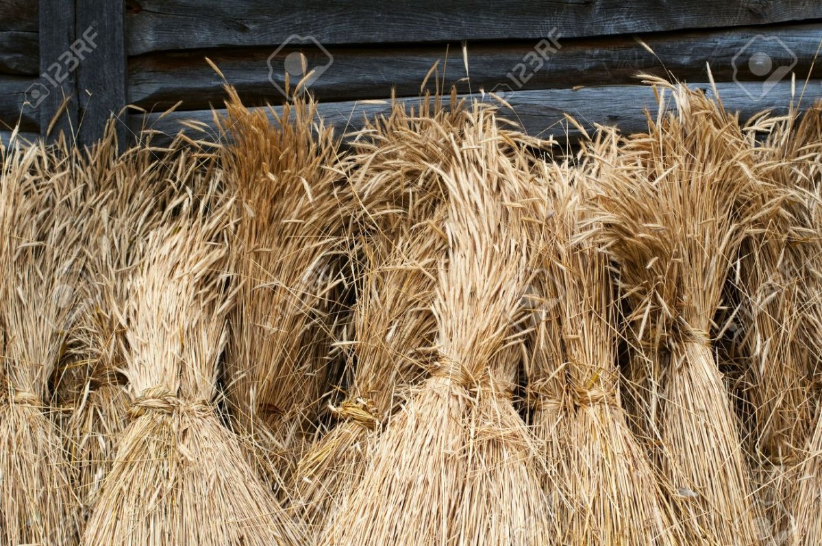 Дом в кукурузном поле