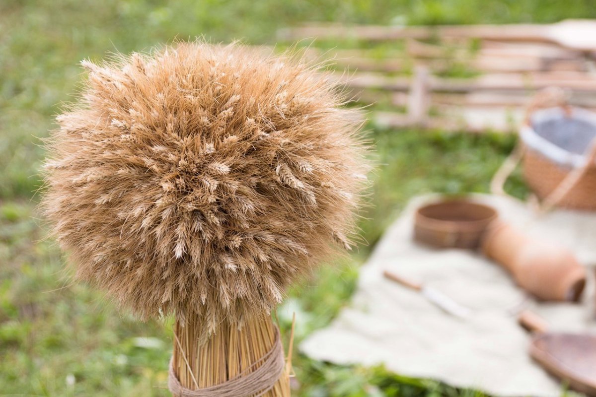 Сноп озимой пшеницы