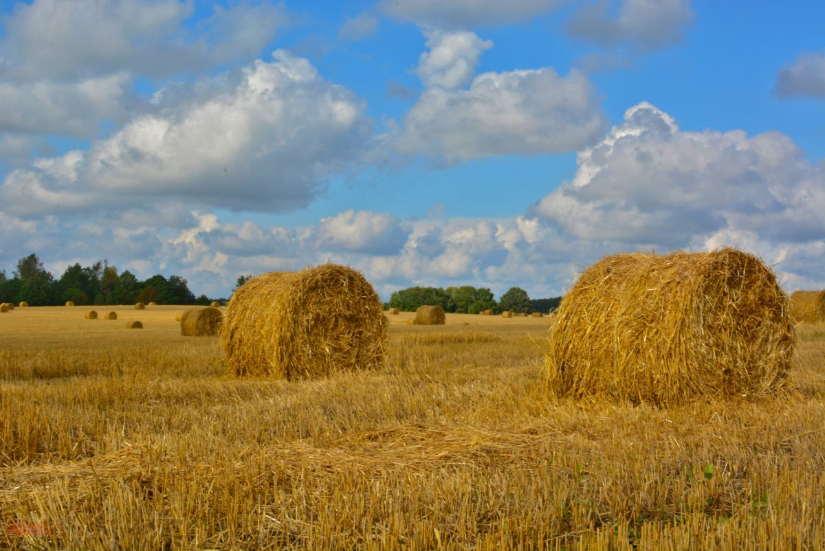 Поле со снопами и колосьями